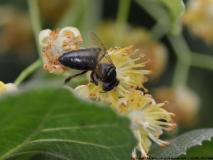 einige Fotos rund um die Bienen