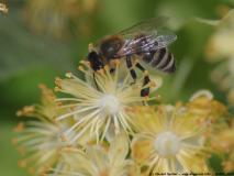 einige Fotos rund um die Bienen