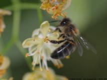 einige Fotos rund um die Bienen