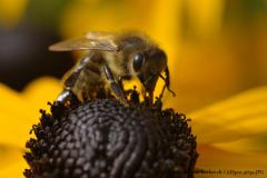 einige Fotos rund um die Bienen
