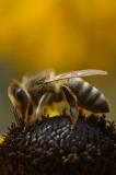 einige Fotos rund um die Bienen