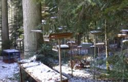 einige Fotos rund um die Bienen