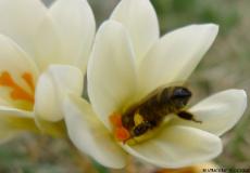 einige Fotos rund um die Bienen