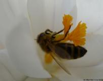 einige Fotos rund um die Bienen