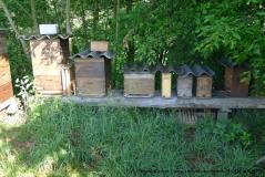 einige Fotos rund um die Bienen