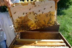 einige Fotos rund um die Bienen