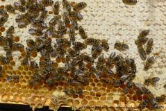 einige Fotos rund um die Bienen