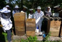 einige Fotos rund um die Bienen
