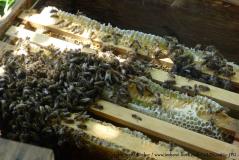 einige Fotos rund um die Bienen