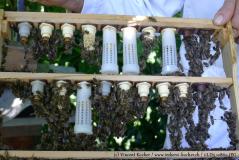 einige Fotos rund um die Bienen