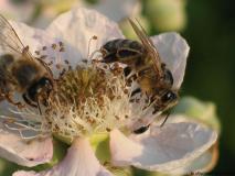 einige Fotos rund um die Bienen