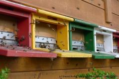 einige Fotos rund um die Bienen