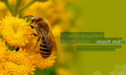 BIENENleitfaden-kompensations-und-gruenflaechen LAVES IB Celle Februar 2012