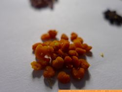 L1120680