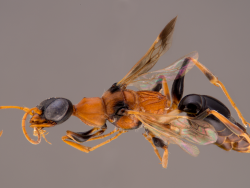 thumb Ampulex dementor holotype