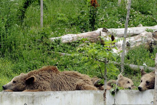 «Der Bär ist eigentlich ein gemütlicher Kollege»