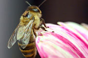 Bienen, Bienen-TV, Schulprojekt