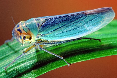 Kuriosum der Evolution: Bakterien und Insekten fühlen sich in Dreier-WG wohl - Nachrichten Wissenschaft