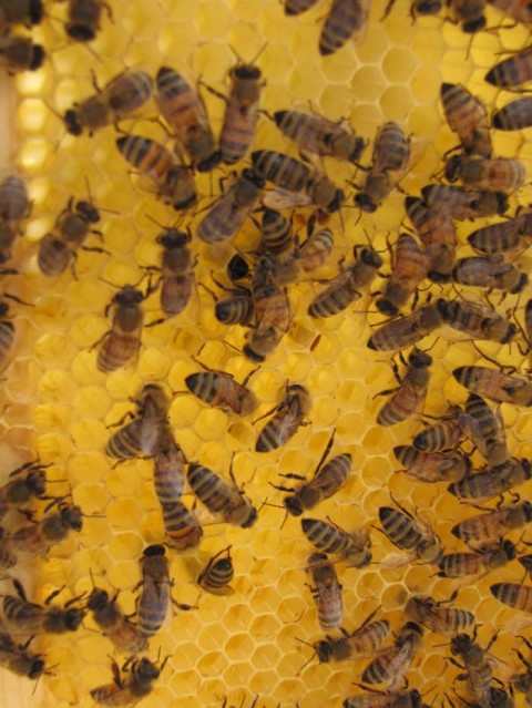 National Geographic Bees Make DC a Little Sweeter - National Geographic