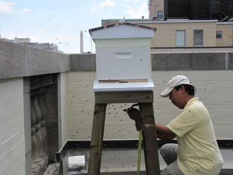 National Geographic Bees Make DC a Little Sweeter - National Geographic