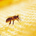 The 'Bee Penicillin' That Could Even Beat MRSA