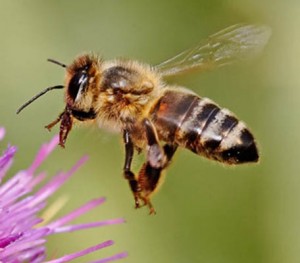 Beekeepers Have Low Incidence of Cancer