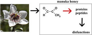 Methylglyoxal (MGO) Blocks Antibacterial Activity of Defensin1 in Honey