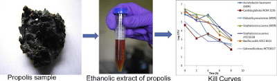 Indian Stingless Bee Propolis Has Broad-Spectrum Antimicrobial Activity