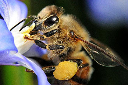 Pestizide schädigen Insekten