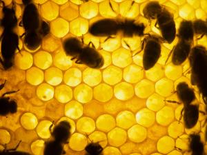 Compounds in Honey Stimulate Immune System