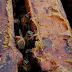 Bees Bring in More Propolis When Faced with Fungal Threat