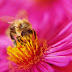 Italian Researchers Synthesize Royal Jelly Components