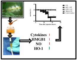 Malaysian Gelam Honey May Help Treat Wide Range of Inflammatory Diseases