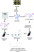 Mechanisms Underlying Beneficial Effects of Royal Jelly for Human Health