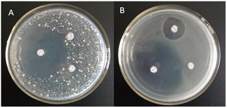 First Report of Royal Jelly Peptide’s Antibacterial Mechanism Against Gram-Positive Bacteria