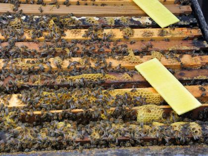 More Than Honey : Film über Bienen in Gefahr