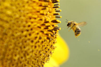 Wenn die Bienen verschwinden