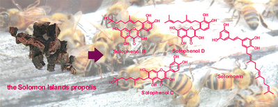 Solomon Islands Propolis Exhibits Potent Antibacterial Activity