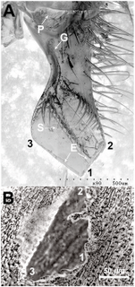 Honey Bee Bite Acts as Anesthetic