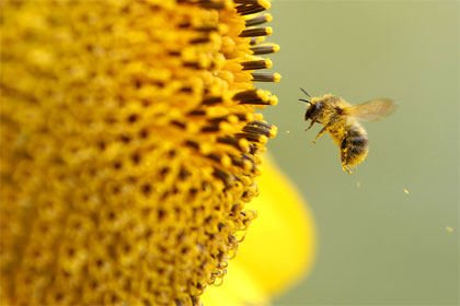 Vom Sterben der Honigbienen