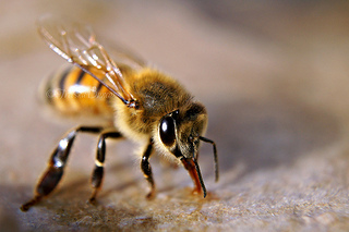 Bee Venom Causing Buzz in Cosmetic Community