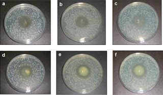 Gelatin-Based Propolis Films Kept Antimicrobial Activity for 177 Days