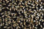 Medicinal Properties of Manuka Honey