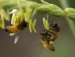 Rodial Launches Bee Venom Anti-Aging Cream