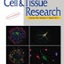 Propolis Component Inhibits Cancer-Causing Enzymes