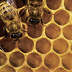 How Honey, Other Bee Products Can Help With Your Health