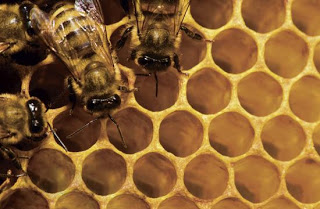 How Honey, Other Bee Products Can Help With Your Health