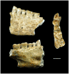 Beeswax as Dental Filling on a Neolithic Human Tooth