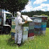 Honey as an Alternative to Traditional Antibiotics