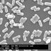 Bacteria Isolated from Honey Shows Antifungal Activity
